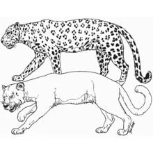 Panther and leopard walking together coloring page