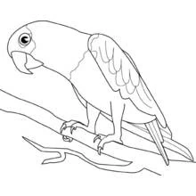 Parrot with large hooked beak on curved branch coloring page
