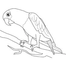 Close-profile parrot with tapering tail lines coloring page