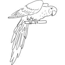 Sideways parrot with spread wings coloring page