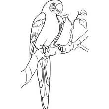 Parrot perched on a leafy branch coloring page