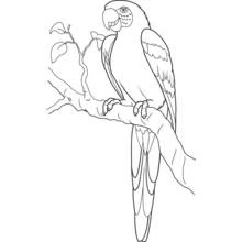 Parrot - Free printable coloring pages