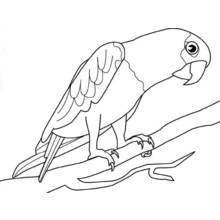 Parrot in profile with hooked claws coloring page