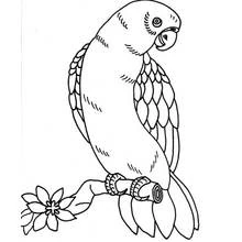 Parrot perched on a flowering branch coloring page
