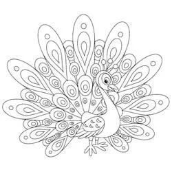 Peacock - Free printable coloring pages