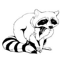 Raccoon sitting with its striped tail curled coloring page