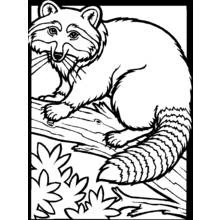Raccoon resting on a log coloring page