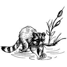 Raccoon washing food in water coloring page