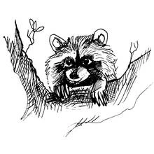Raccoon peeking through tree branches coloring page