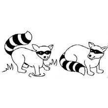 Raccoon duo standing in the grass coloring page
