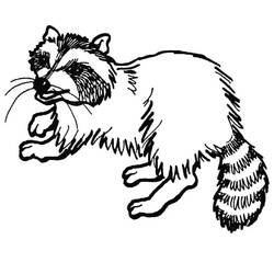 Raccoon walking forward coloring page