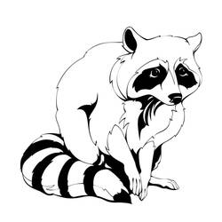 Raccoon sitting and looking to the side coloring page