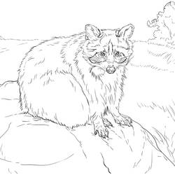 Raccoon standing in natural setting coloring page