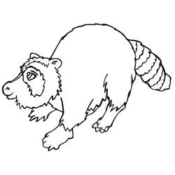Raccoon walking with rounded body coloring page