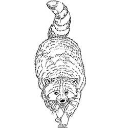 Raccoon walking forward with tail raised coloring page