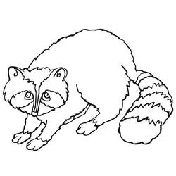 Raccoon crouching with striped tail curled coloring page