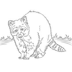 Raccoon standing in grass coloring page