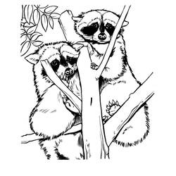 Raccoons in the tree coloring page