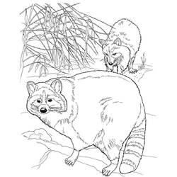 Raccoon with striped tail and companion coloring page