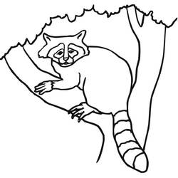 Raccoon climbing in a tree coloring page