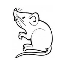 Rat - Free printable coloring pages