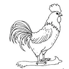Rooster standing proudly coloring page
