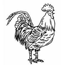 Rooster standing proudly with tail feathers raised coloring page
