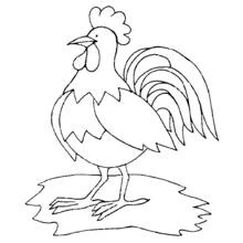Rooster standing proudly coloring page