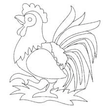 Rooster standing in the grass coloring page