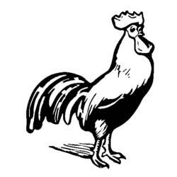 Rooster standing proudly with tail feathers raised coloring page