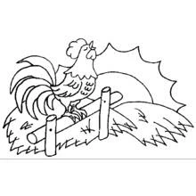 Rooster crowing on a wooden fence coloring page