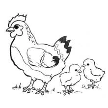 Rooster with two little chicks coloring page