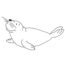 Seal - Free printable coloring pages