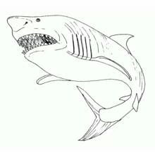 Shark with open jaws coloring page