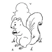 Squirrel holding an acorn coloring page