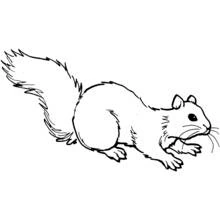 Squirrel with a big bushy tail coloring page