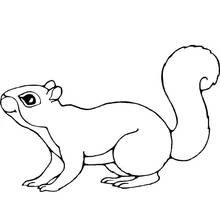 Squirrel standing with tail curled up coloring page