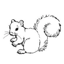 Squirrel holding a nut coloring page