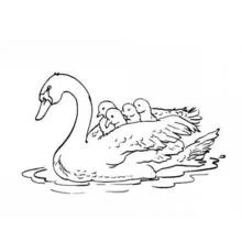 Swan carrying her babies on the water coloring page