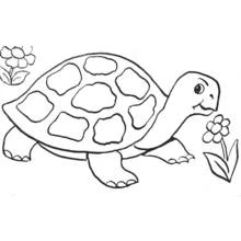 Tortoise walking among flowers coloring page