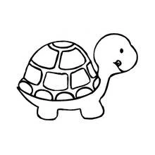 Tortoise with a round shell coloring page