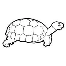 Tortoise in profile with long neck stretched coloring page