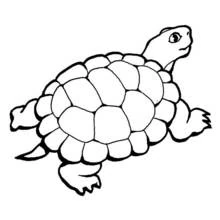 Tortoise with a rounded shell coloring page