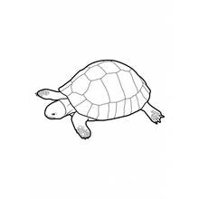 Tortoise from above with hexagonal shell coloring page