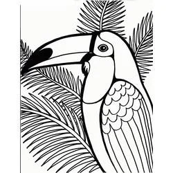 Toucan - Free printable coloring pages