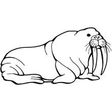Walrus - Free printable coloring pages