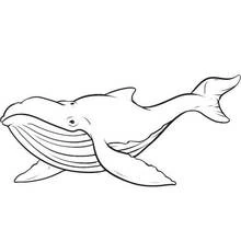 Whale swimming with pleated belly coloring page
