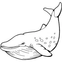 Whale with tail raised up coloring page