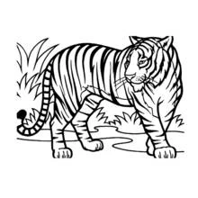 Wild / Jungle Animals - Free printable coloring pages