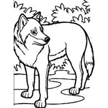 Wolf standing near a stream coloring page